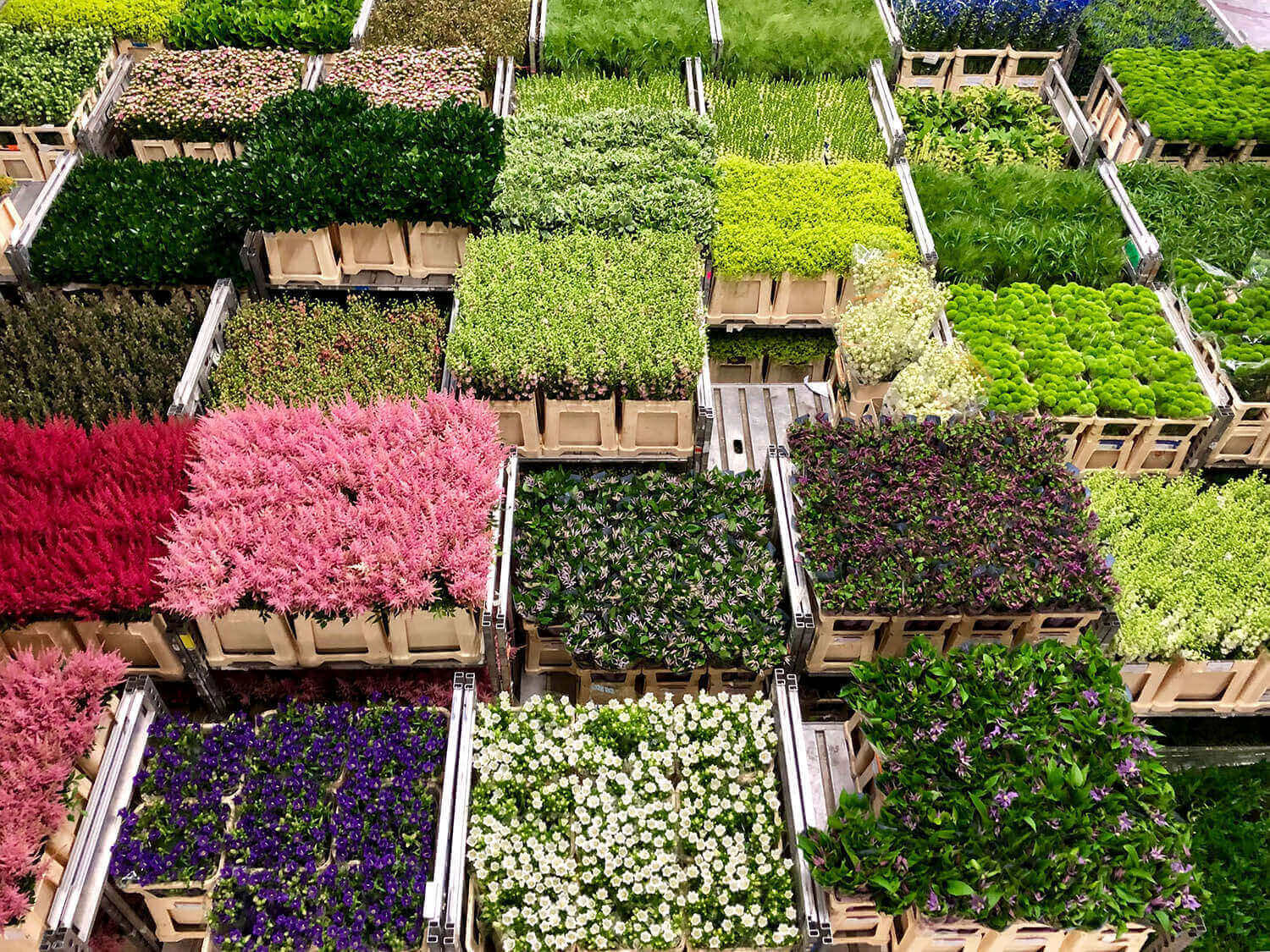 Bloemen in Aalsmeer: het bloemendorp aan het water - Visit Aalsmeer