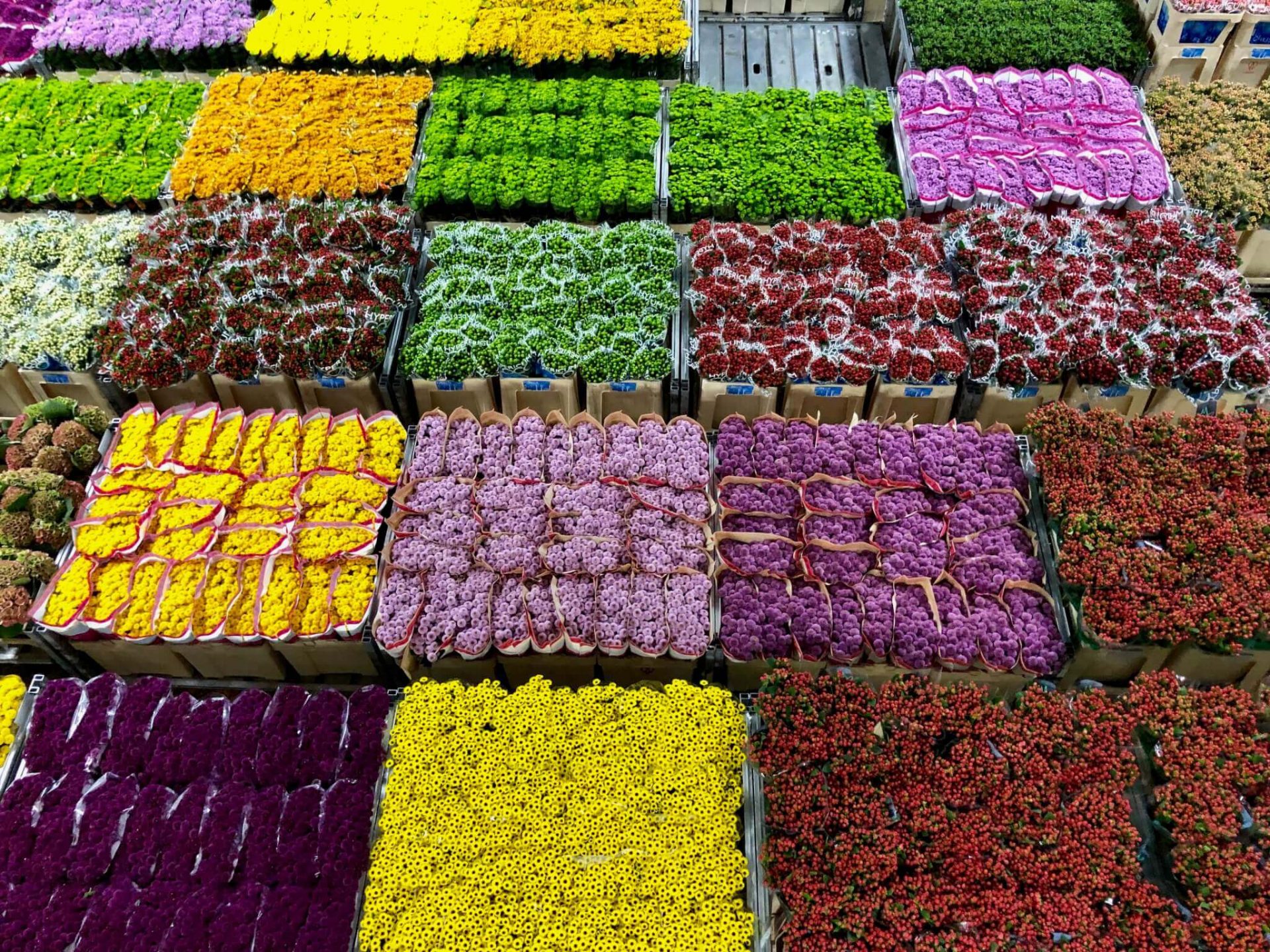 All You Need To Know About The World S Largest Flower Auction Royal Floraholland In Aalsmeer